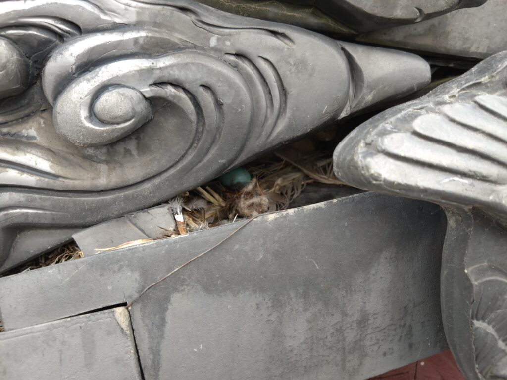 台風対策にも｜針金補修と屋根点検の記録